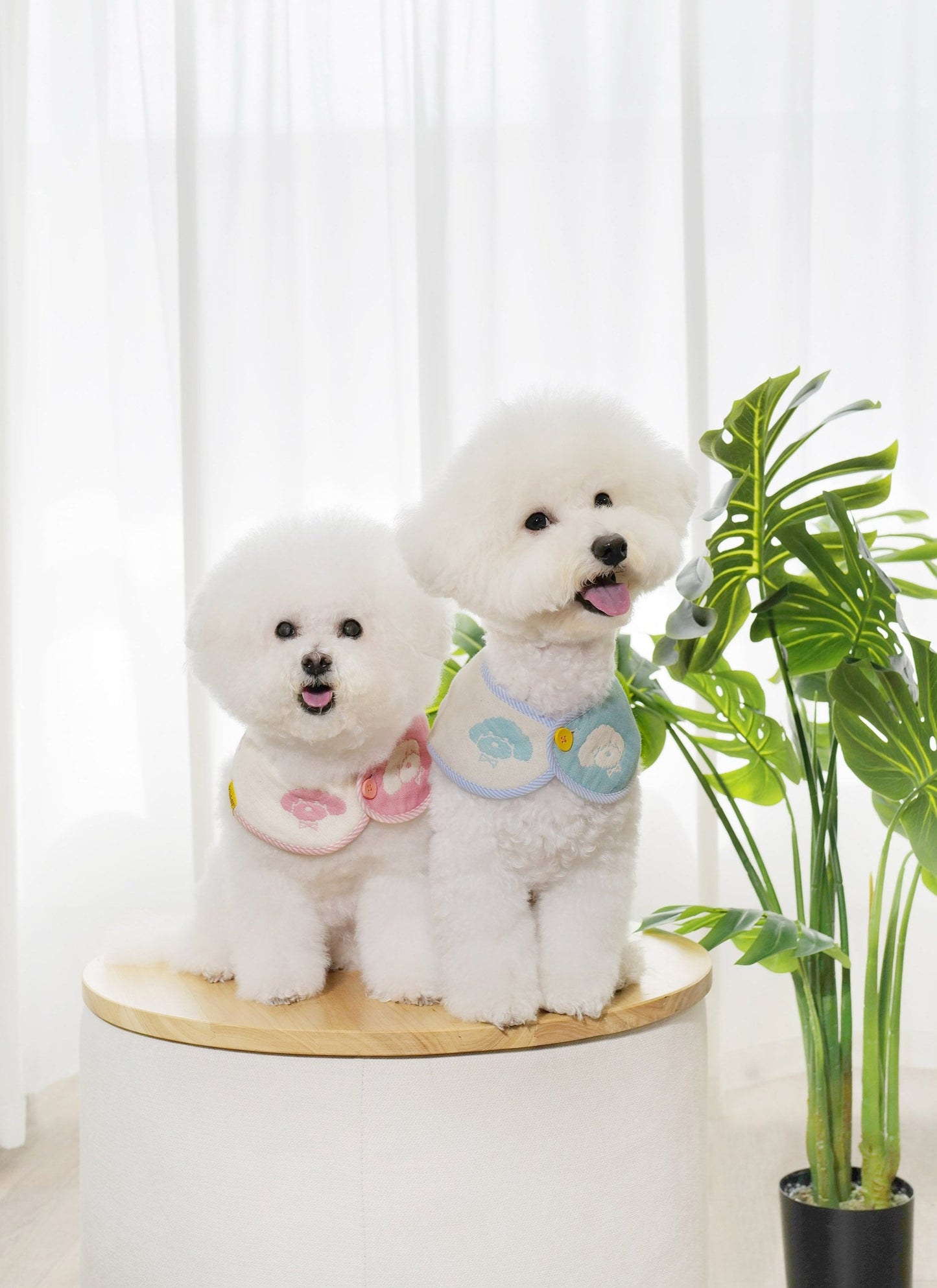 PuppyPuppy - babyblue & babypink