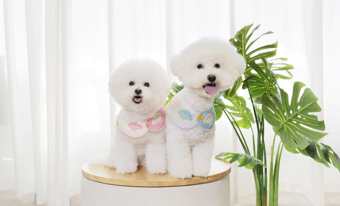 PuppyPuppy - babyblue & babypink
